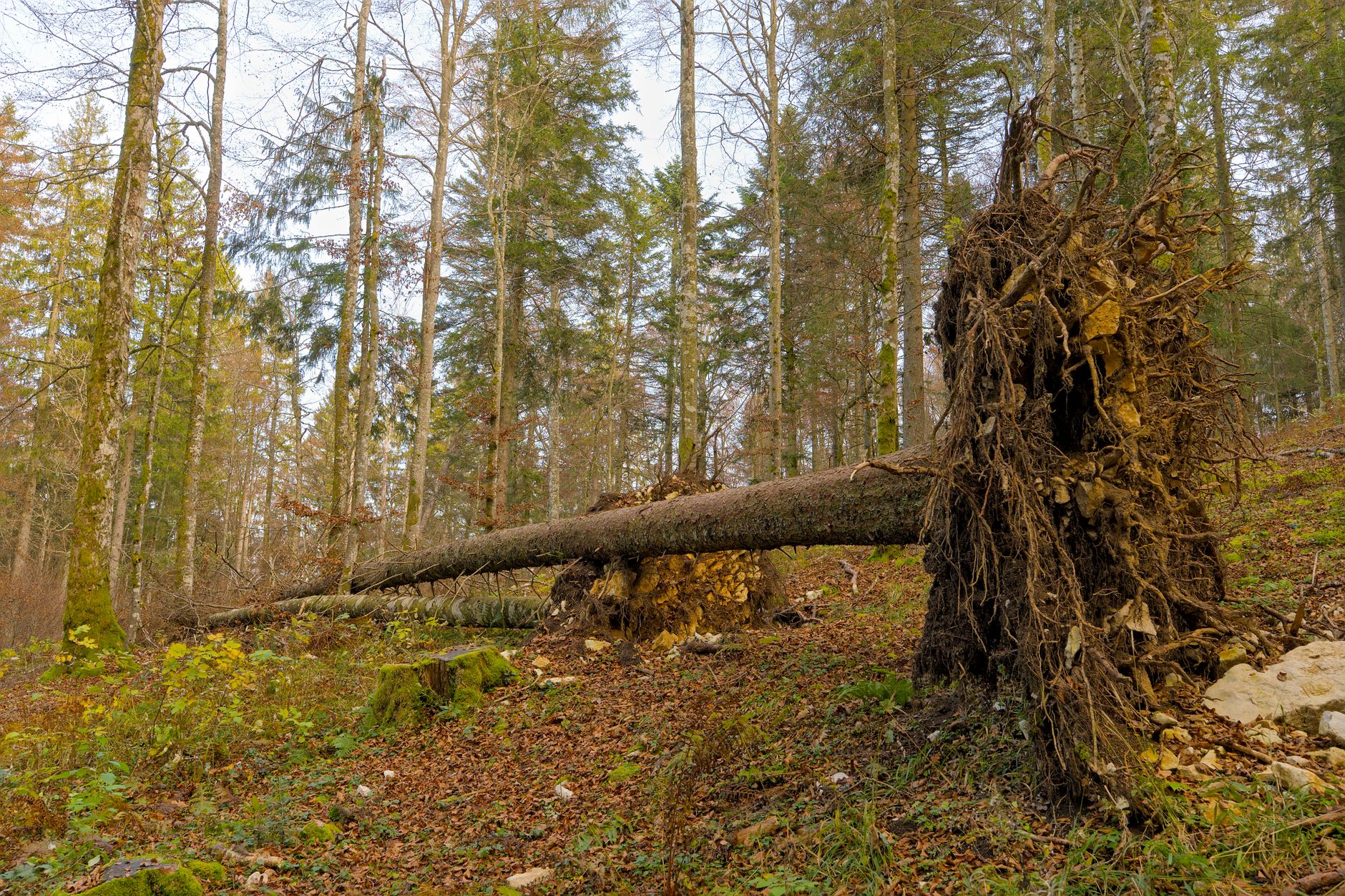 Enlèvement arbre urgence à Sevran